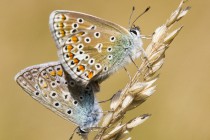 20120820-Argus bleu-0024.jpg